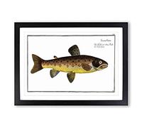 The Brown Trout Fish by M.E. Bloch Framed Print | A2 Black Framed Wall Art | Ready to Hang | Modern Animal Picture | Living Room Bedroom Lounge Office