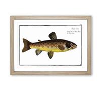 The Brown Trout Fish by M.E. Bloch Framed Print | A2 Oak Framed Wall Art | Ready to Hang | Modern Animal Picture | Living Room Bedroom Lounge Office