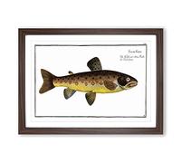 The Brown Trout Fish by M.E. Bloch Framed Print | A2 Walnut Framed Wall Art | Ready to Hang | Modern Animal Picture | Living Room Bedroom Lounge Office