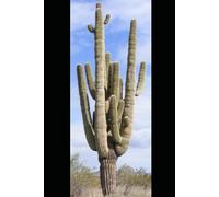 The Cactus Clock: Timekeeping, Psychedelics, and the Desert's Electric Mind (The Human Element: Unveiling the Science Within Us)