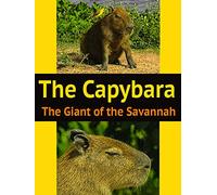 The Capybara: The Giant of the Savannah