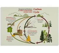 The Carbon Cycle Poster Science Education Wall Art Education Poster Decorative Metal Tin Sign for Room Aesthetic 6x8 inch
