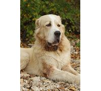 The Central Asian Shepherd Dog Journal: 150 page lined notebook/diary