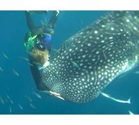 The Coast of the Whale Sharks