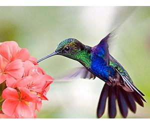 The Coevolution of Who Pollinates Whom