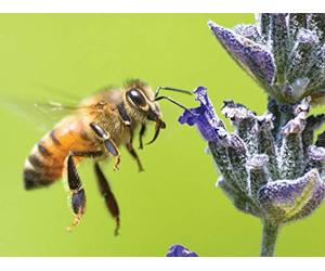 The Columbian Exchange: New Worlds for All