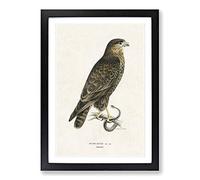 The Common Buzzard by Von Wright Framed Print | A2 Black Framed Wall Art | Ready to Hang | Modern Nature Picture | Living Room Bedroom Lounge Office