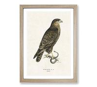 The Common Buzzard by Von Wright Framed Print | A2 Oak Framed Wall Art | Ready to Hang | Modern Nature Picture | Living Room Bedroom Lounge Office