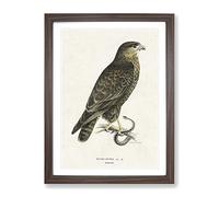 The Common Buzzard By Von Wright Vintage Framed Wall Art Print, Ready to Hang Picture for Living Room Bedroom Home Office Décor, Walnut A4 (34 x 25 cm)