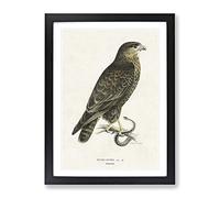 The Common Buzzard By Von Wright Vintage Framed Wall Art Print, Ready to Hang Picture for Living Room Bedroom Home Office Décor, Black A2 (64 x 46 cm)