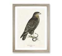 The Common Buzzard By Von Wright Vintage Framed Wall Art Print, Ready to Hang Picture for Living Room Bedroom Home Office Décor, Oak A2 (64 x 46 cm)