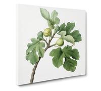 The Common Fig Tree by Giorgio Gallesio Canvas Print | Gallery Wrapped 30mm Frame Wall Art | 14x14 inches | Ready to Hang | Modern Landscape Picture | Living Room Bedroom Lounge Office