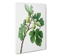 The Common Fig Tree by Giorgio Gallesio Canvas Print | Gallery Wrapped 30mm Frame Wall Art | 30x20 inches | Ready to Hang | Modern Landscape Picture | Living Room Bedroom Lounge Office