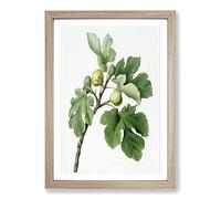 The Common Fig Tree by Giorgio Gallesio Framed Print | A2 Oak Framed Wall Art | Ready to Hang | Modern Floral Picture | Living Room Bedroom Lounge Office