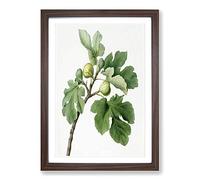 The Common Fig Tree by Giorgio Gallesio Framed Print | A2 Walnut Framed Wall Art | Ready to Hang | Modern Floral Picture | Living Room Bedroom Lounge Office
