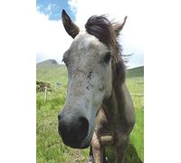 The Connemara Pony Journal: 150 page lined notebook/diary