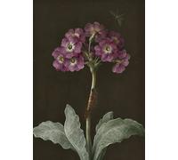 The Courtauld, Maria Sibylla Merian Primula with caterpillar on its stalk and dragonfly, Blank Greeting Card (17x12cm)