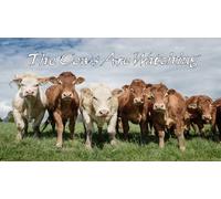 The Cows Are Watching
