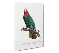 The Cuban Amazon Parrot by F. Levaillant Canvas Print | Gallery Wrapped 30mm Frame Wall Art | 30x20 inches | Ready to Hang | Modern Animals Picture | Living Room Bedroom Lounge Office