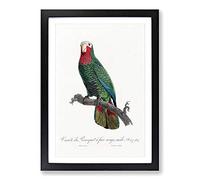 The Cuban Amazon Parrot by F. Levaillant Framed Print | A2 Black Framed Wall Art | Ready to Hang | Modern Animal Picture | Living Room Bedroom Lounge Office
