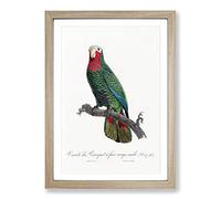 The Cuban Amazon Parrot by F. Levaillant Framed Print | A2 Oak Framed Wall Art | Ready to Hang | Modern Animal Picture | Living Room Bedroom Lounge Office