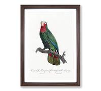 The Cuban Amazon Parrot by F. Levaillant Framed Print | A2 Walnut Framed Wall Art | Ready to Hang | Modern Animal Picture | Living Room Bedroom Lounge Office