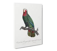 The Cuban Amazon Parrot By F. Levaillant Vintage Canvas Wall Art Print Ready to Hang, Framed Picture for Living Room Bedroom Home Office Décor, 24x16 Inch (60x40 cm)
