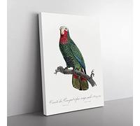 The Cuban Amazon Parrot By F. Levaillant Vintage Canvas Wall Art Print Ready to Hang, Framed Picture for Living Room Bedroom Home Office Décor, 76x50 cm (30x20 Inch)