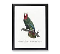 The Cuban Amazon Parrot By F. Levaillant Vintage Framed Print | A4 Black Framed Wall Art | Ready to Hang | Classic Animal Picture | Living Room Bedroom Lounge Office
