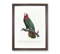The Cuban Amazon Parrot By F. Levaillant Vintage Framed Wall Art Print, Ready to Hang Picture for Living Room Bedroom Home Office Décor, Walnut A4 (34 x 25 cm)