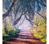 The Dark Hedges Northern Ireland Landscape Greeting Card, 16 x 16 cm, Blank