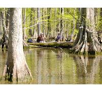 The Design of Animals & People : Wheat Field & Reelfoot Lake
