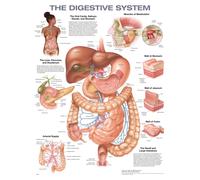 The Digestive System Anatomical Chart