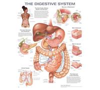 The Digestive System Anatomical Chart