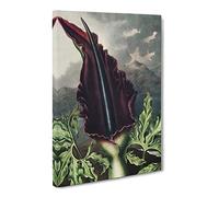 The Dragon Arum Flower By Robert John Thornton Canvas Print | Gallery Wrapped 30mm Frame Wall Art | 24x16 inches | Ready to Hang | Retro Floral Picture | Living Room Bedroom Lounge Office
