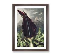 The Dragon Arum Flower By Robert John Thornton Vintage Framed Print | A3 Walnut Framed Wall Art | Ready to Hang | Classic Floral Picture | Living Room Bedroom Lounge Office