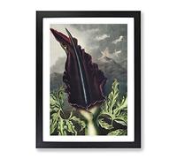 The Dragon Arum Flower By Robert John Thornton Vintage Framed Print | A4 Black Framed Wall Art | Ready to Hang | Classic Floral Picture | Living Room Bedroom Lounge Office
