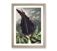 The Dragon Arum Flower By Robert John Thornton Vintage Framed Print | A4 Oak Framed Wall Art | Ready to Hang | Classic Floral Picture | Living Room Bedroom Lounge Office
