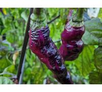 The Dream Chilli Seeds - 10 Fresh Seeds