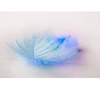 The Dream of Light Feathers-2000-Piece Puzzle Game for Adults - Every Piece Fits Perfectly (14 years+)