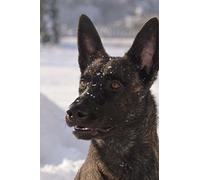 The Dutch Shepherd Dog Journal: 150 page lined notebook/diary