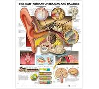 The Ear: Organs of Hearing and Balance: Organs of Hearing and Balance Anatomical Chart