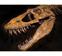 The Eaters and the Eaten in the Dinosaur Age