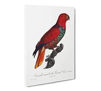 The Eclectus Parrot By F. Levaillant Canvas Print | Gallery Wrapped 30mm Frame Wall Art | 24x16 inches | Ready to Hang | Retro Animals Picture | Living Room Bedroom Lounge Office