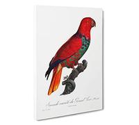 The Eclectus Parrot by F. Levaillant Canvas Print | Gallery Wrapped 30mm Frame Wall Art | 30x20 inches | Ready to Hang | Modern Animals Picture | Living Room Bedroom Lounge Office