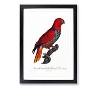 The Eclectus Parrot by F. Levaillant Framed Print | A2 Black Framed Wall Art | Ready to Hang | Modern Animal Picture | Living Room Bedroom Lounge Office