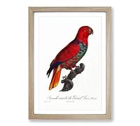 The Eclectus Parrot by F. Levaillant Framed Print | A2 Oak Framed Wall Art | Ready to Hang | Modern Animal Picture | Living Room Bedroom Lounge Office