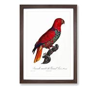 The Eclectus Parrot by F. Levaillant Framed Print | A2 Walnut Framed Wall Art | Ready to Hang | Modern Animal Picture | Living Room Bedroom Lounge Office