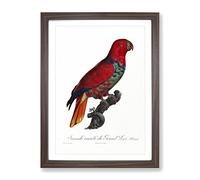 The Eclectus Parrot By F. Levaillant Vintage Framed Print | A2 Walnut Framed Wall Art | Ready to Hang | Classic Animal Picture | Living Room Bedroom Lounge Office