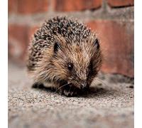 The Eco Friendly Card Co Charity Greeting Card The Wildlife Trusts, Hedgehog